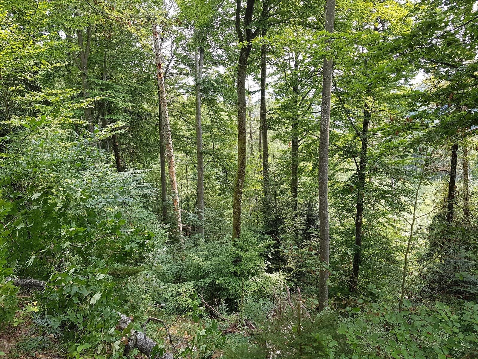 A dense forest with tall trees, lush greenery and a natural, peaceful setting.